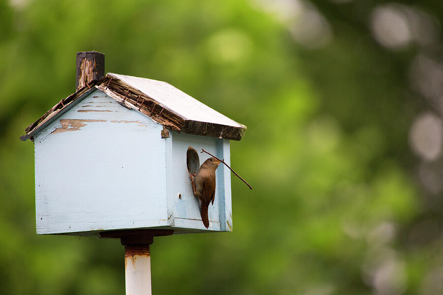 A House Wren Moving In Photograph by Karol Livote