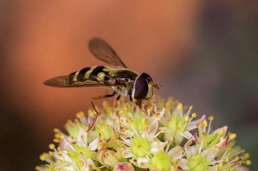 A hoverfly enjoying flower nectar Photograph by Maria Dimitrova