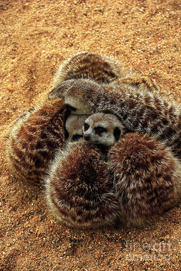 A Huddle of Baby Meerkats by Kaye Menner Photograph by Kaye Menner