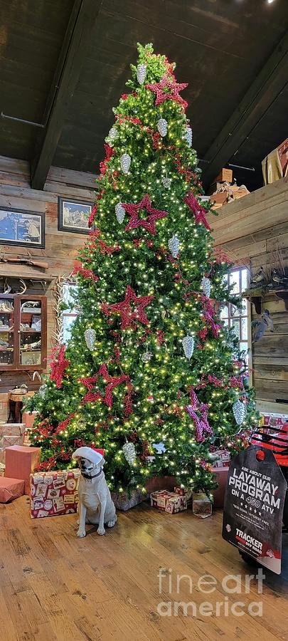 A Huge Christmas Tree  Photograph by Donna Brown