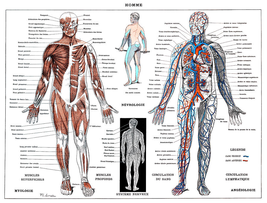 Science Drawing - A human nervous system and muscular system by Auge and Claude