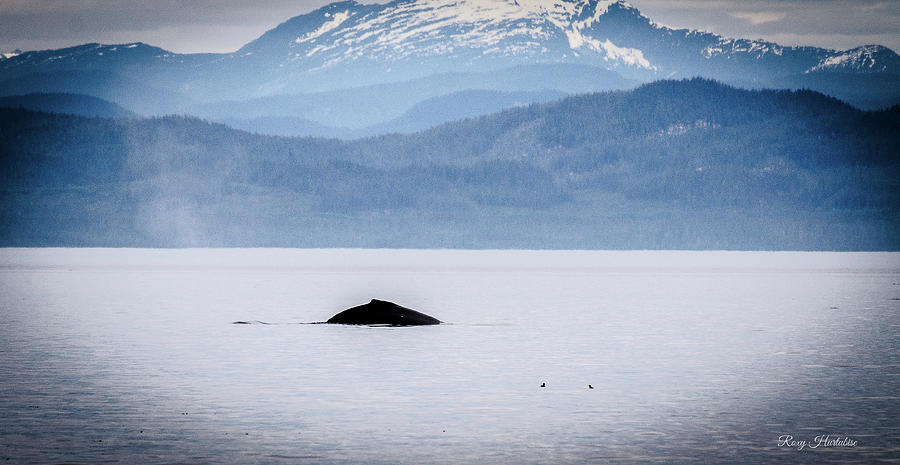 A Humpback Whale Appears Photograph by Roxy Hurtubise
