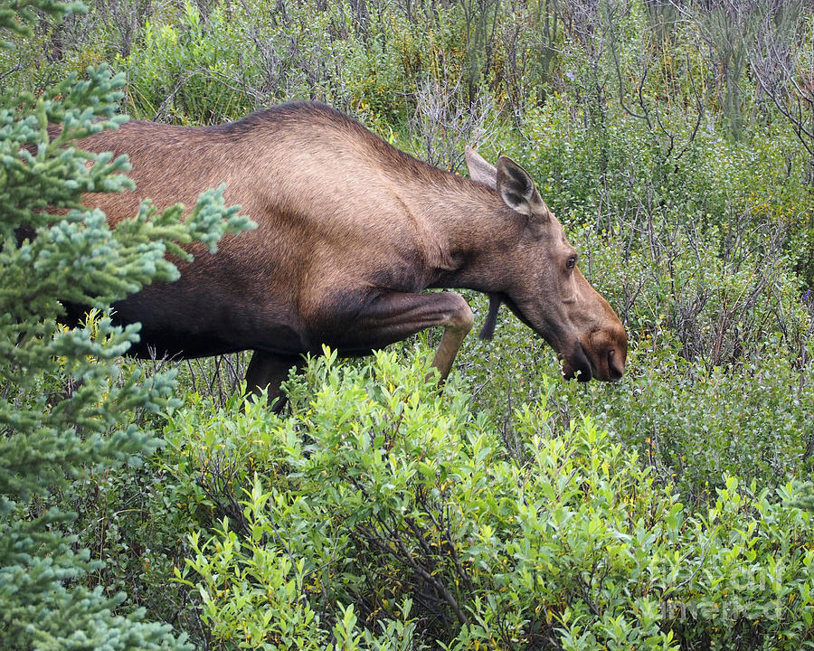 A Hungry Alaskan Lady Moose Photograph by L Bosco
