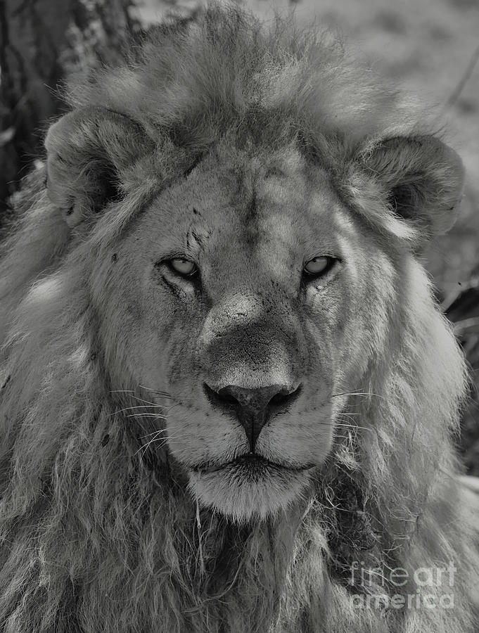 A hunters gaze from the shadows in monochrome Photograph by Nirav Shah