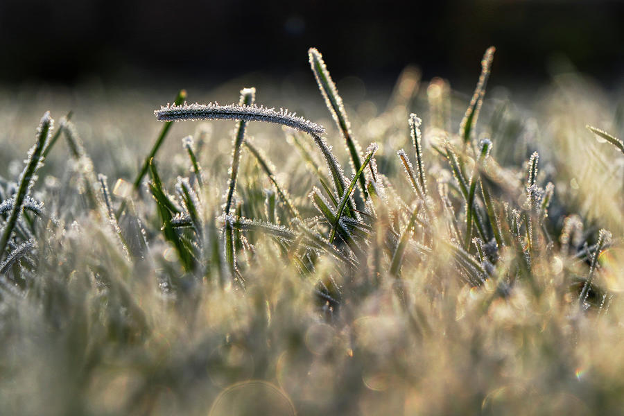 A impressive detail on stems of grass in the middle of garden with blurred background in morning light.Also with hoarfrost which creating a wonderful atmosphere Photograph by Vaclav Sonnek