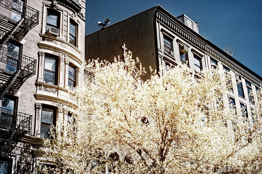 A Infrared Tree Grows in Little Italy New York City Photograph by John Rizzuto