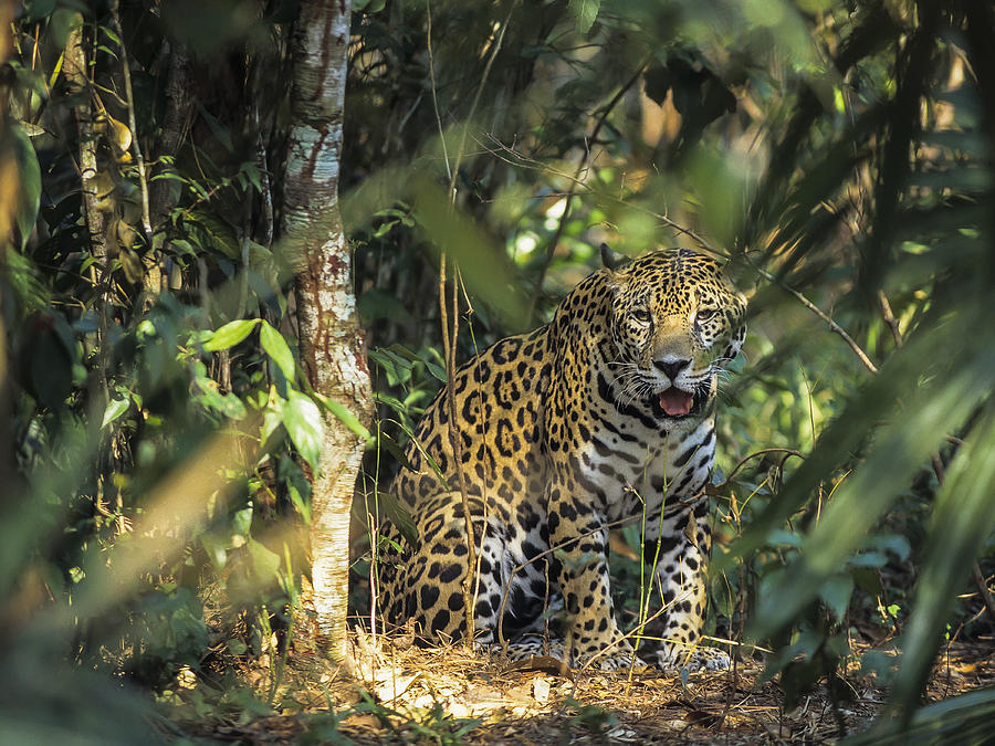 A jaguar (Panthera onca) in the jungles of Central America. Photograph by Javier Fernández Sánchez