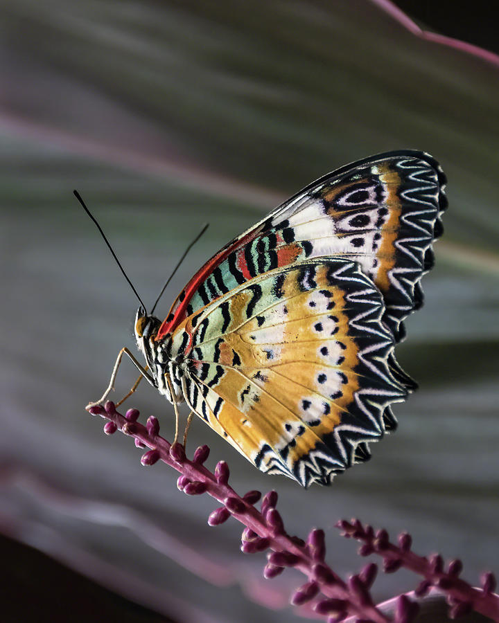 A Jewel of Nature 05 Photograph by Dawn Currie A Jewel of Nature 05 Photograph by Dawn Currie