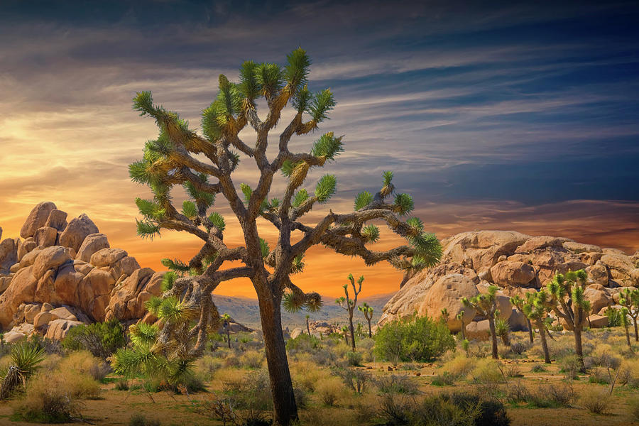 A Joshua Tree at Sunset Photograph by Randall Nyhof