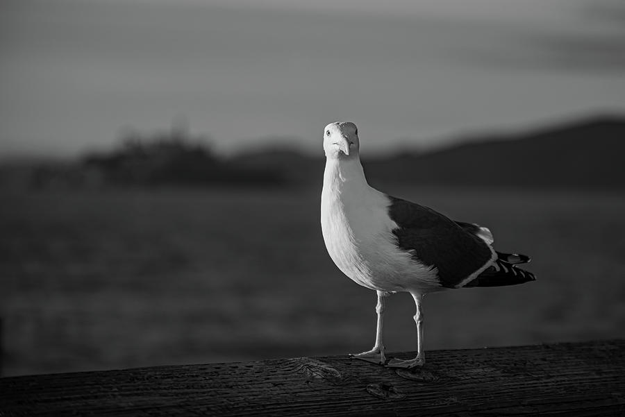 A Judgmental Eye Photograph by Alexa Jade - Fine Art America