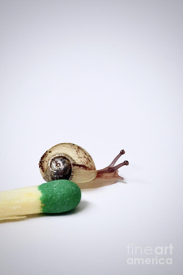 A Jung Snail and A Matchstick Photograph by Elisabeth Derichs