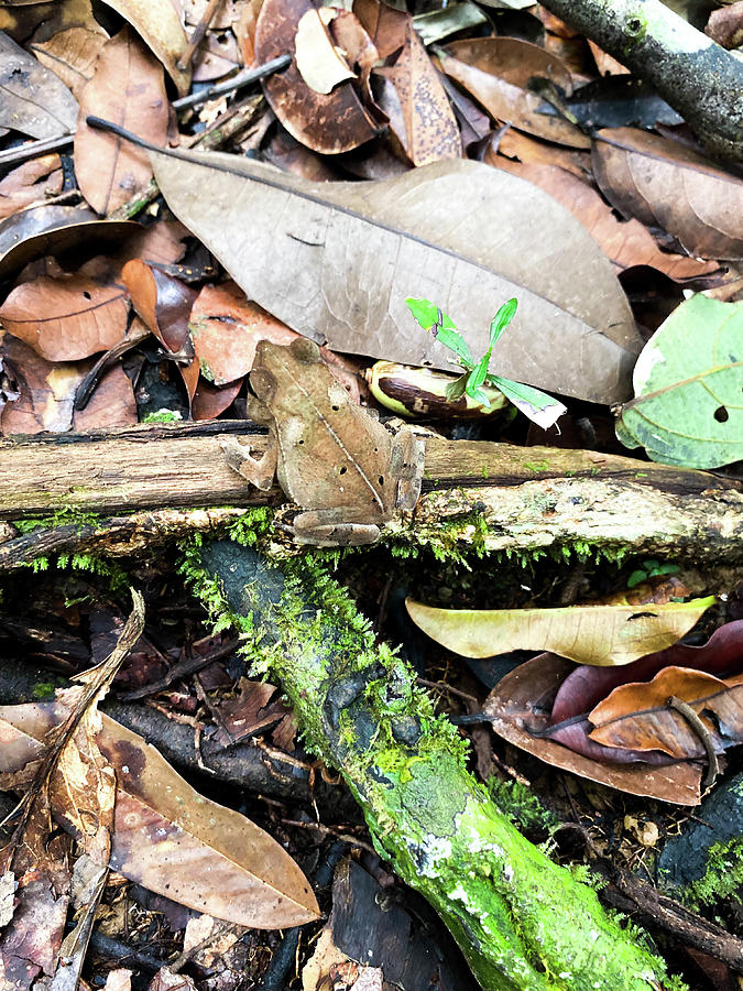 A jungle frog, Brownsberg Nature Park, Suriname Photograph by Yuval ...