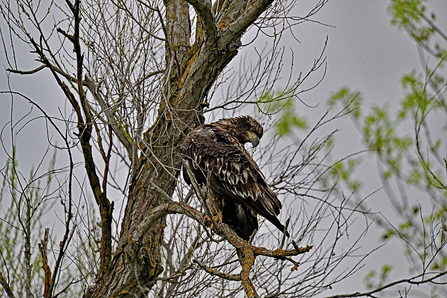 A Juvenile Bald Eagle Preening Back Feathers - Sacramento NWR Photograph by Amazing Action Photo Video