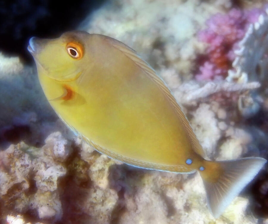 A Juvenile Bluespine Unicornfish Closeup Photograph by Johanna Hurmerinta