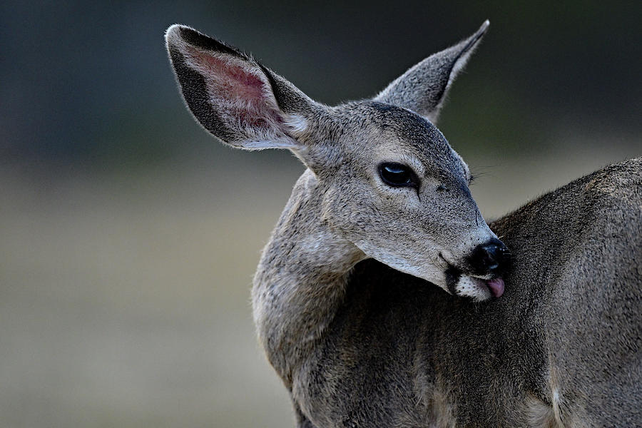 A Juvenile Columbian black-tailed deer Photograph by Amazing Action Photo Video