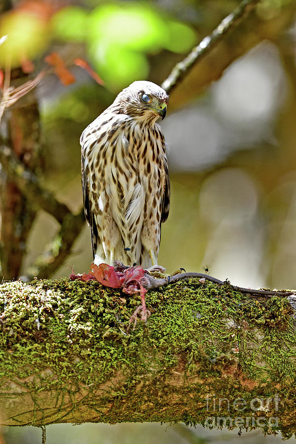 A Juvenile Coopers  Hawk Photograph by Amazing Action Photo Video