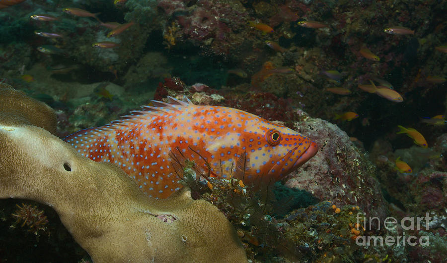 A Juvenile Coral Grouper Photograph by Nirav Shah