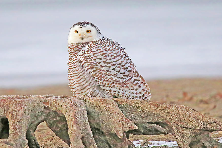 A Juvenile Female Snowy Owl Perched on a Tree Stump Photograph by Shixing Wen