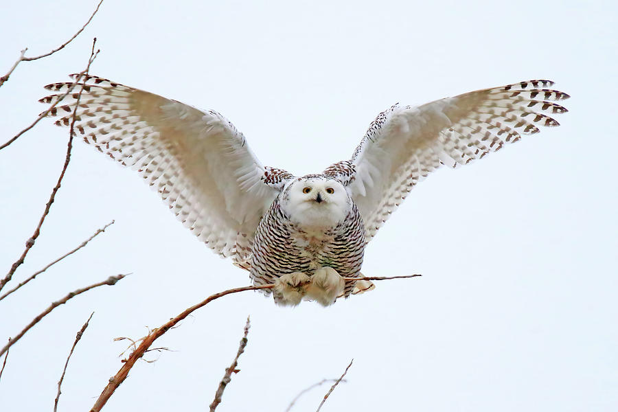 A Juvenile Female Snowy Owl Photograph by Shixing Wen