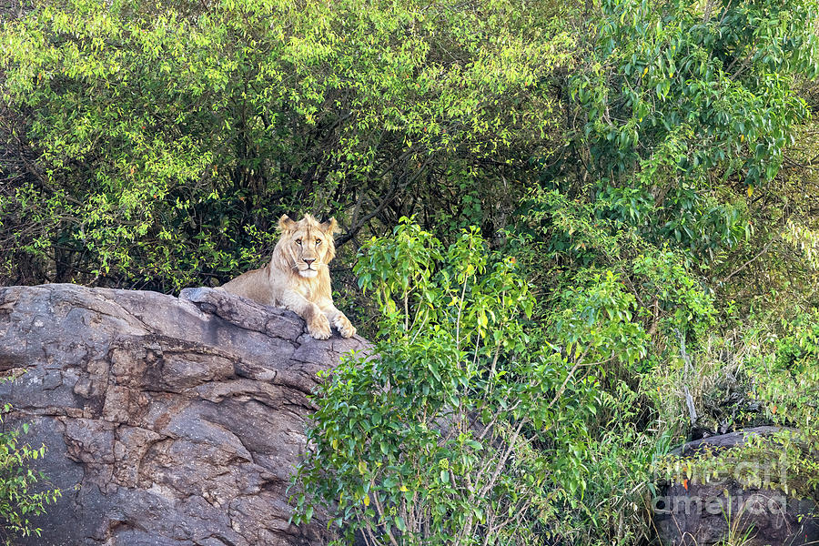 A juvenile male lion, panthera leo, on a rocky outcrop on the Ma Photograph by Jane Rix