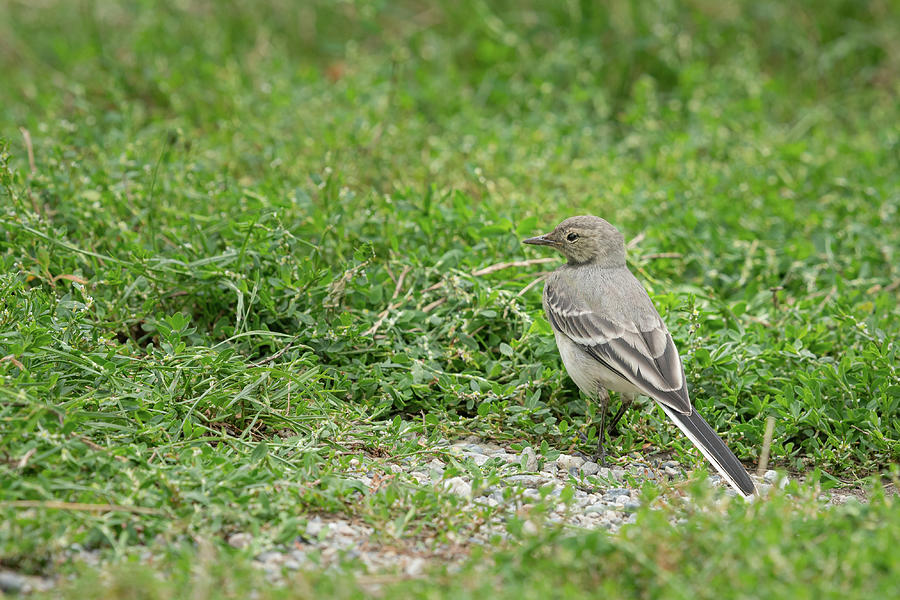 A Juvenile White Wagtail In A Meadow Photograph