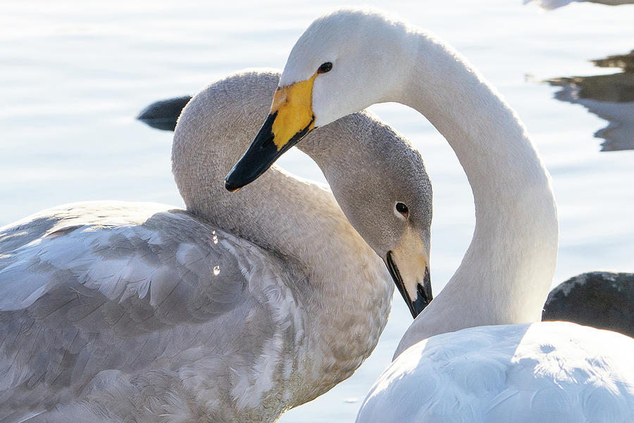 A juvenile whooper swan with his mother  Photograph by Ellie Teramoto