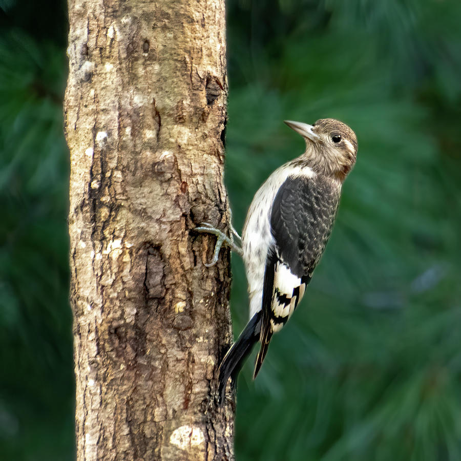 A Juvenile Woodpecker Photograph by Mary Buck