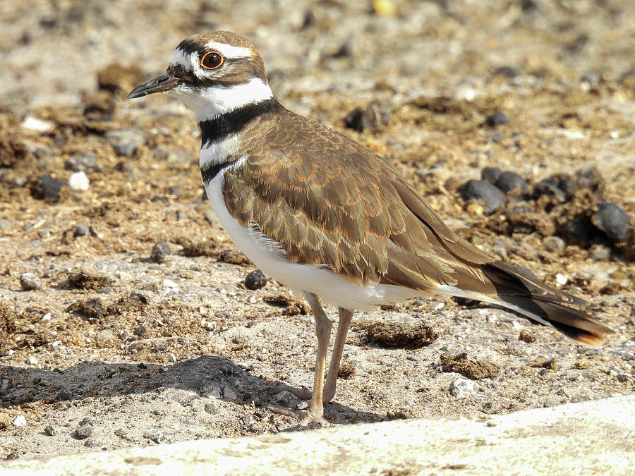 A killdeer with yellow ringed eyes Photograph by Lisa Crawford - Pixels