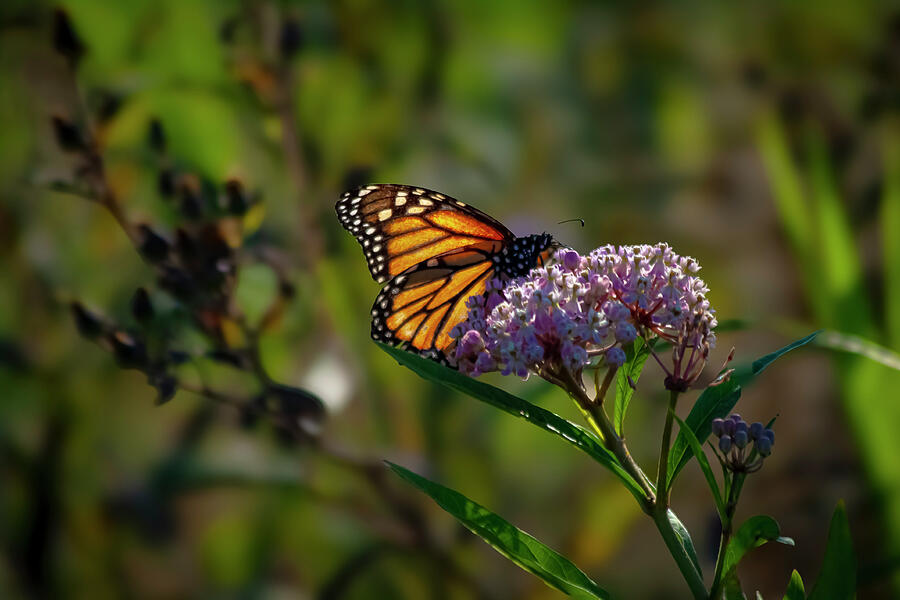 A Kiss of Color Monarchs in the Garden Photograph by Lisa Arview A Kiss of Color Monarchs in the Garden Photograph by Lisa Arview
