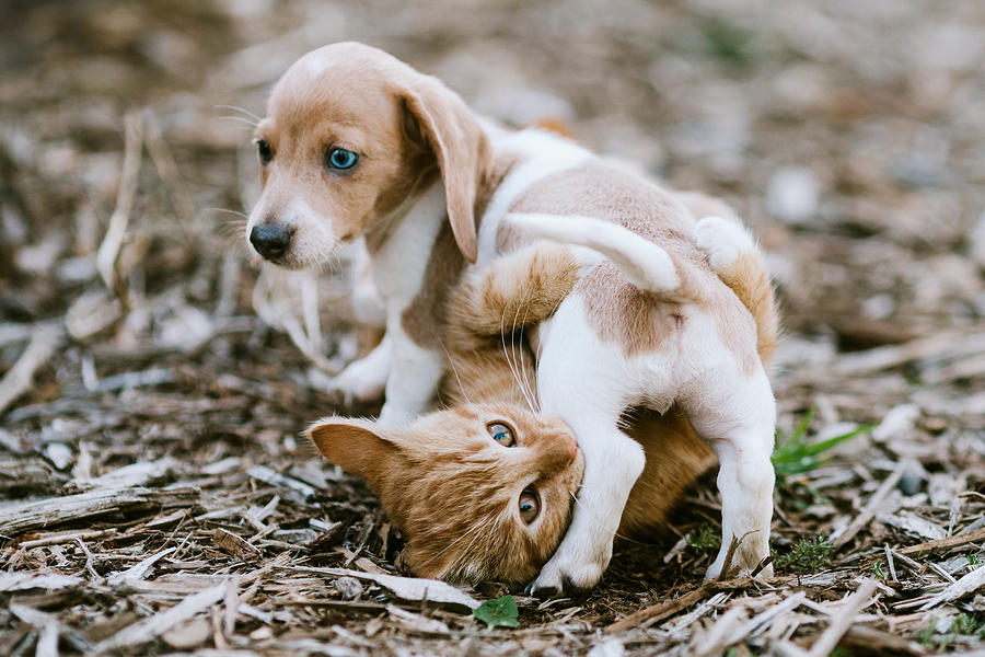 A Kitten and Dachshund Puppy Wrestle Outside Photograph by RyanJLane