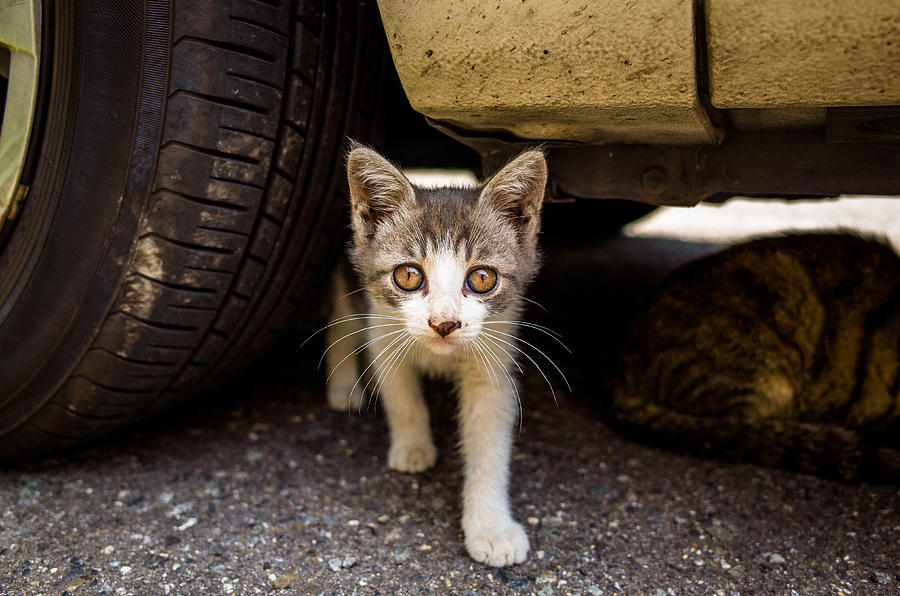 A kitten from underneath the car Photograph by Marser
