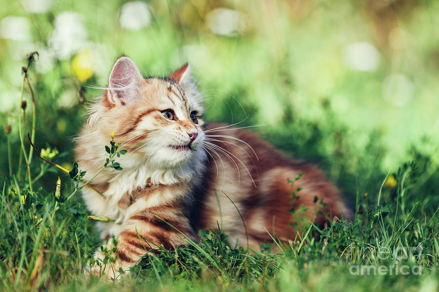A Kitten - Siberian Cat Playing In Grass. Photograph
