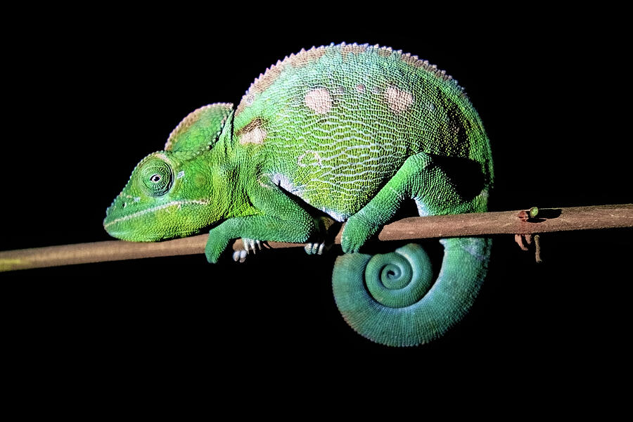 A Labords Chameleon Photograph