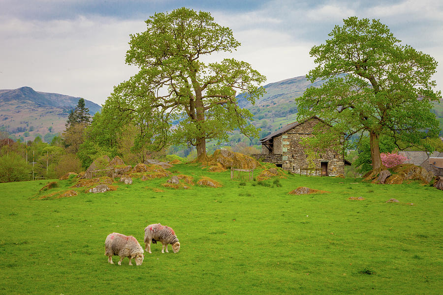 A Lake District Pastoral Secene Photograph by W Chris Fooshee