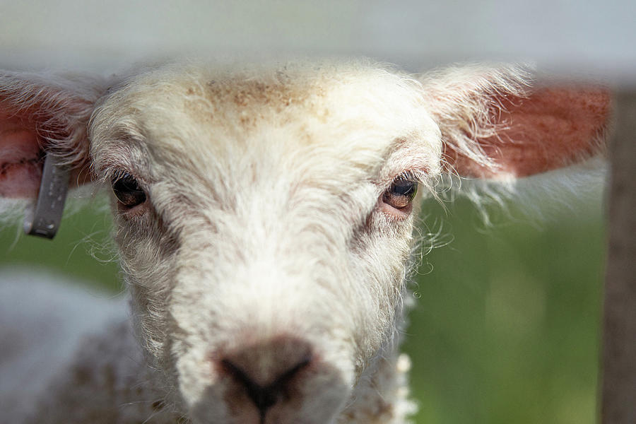 A Lamb Close Up Photograph by Rachel Morrison