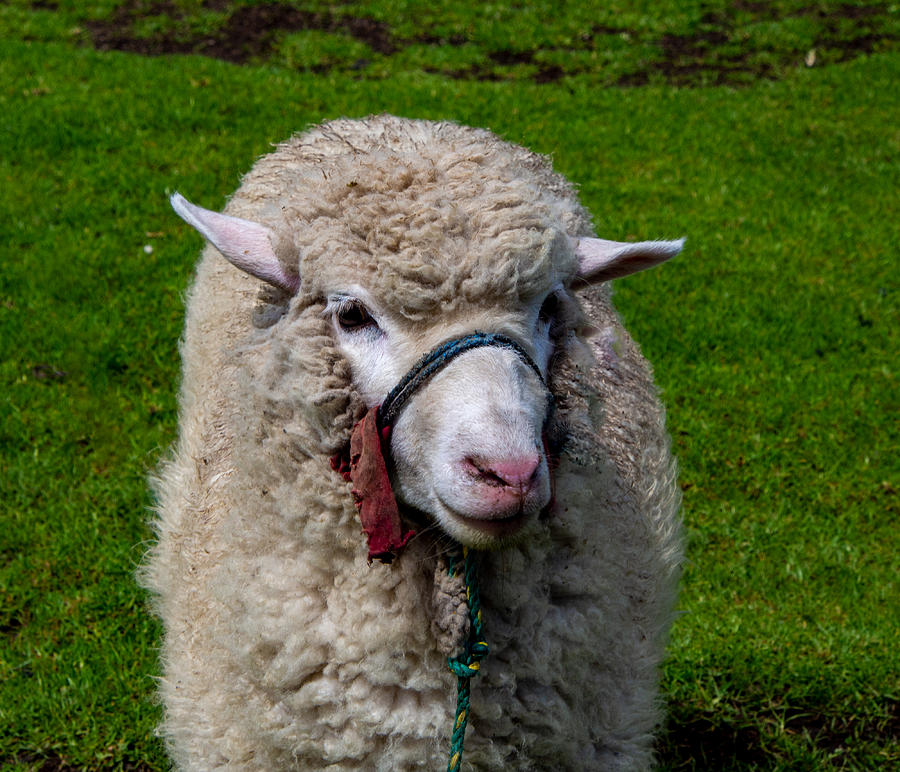 A Lamb Keeping the Grass Cut Photograph by L Bosco