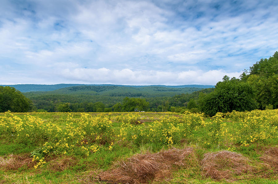 A landscape with yellow flowers Photograph by John Quinn