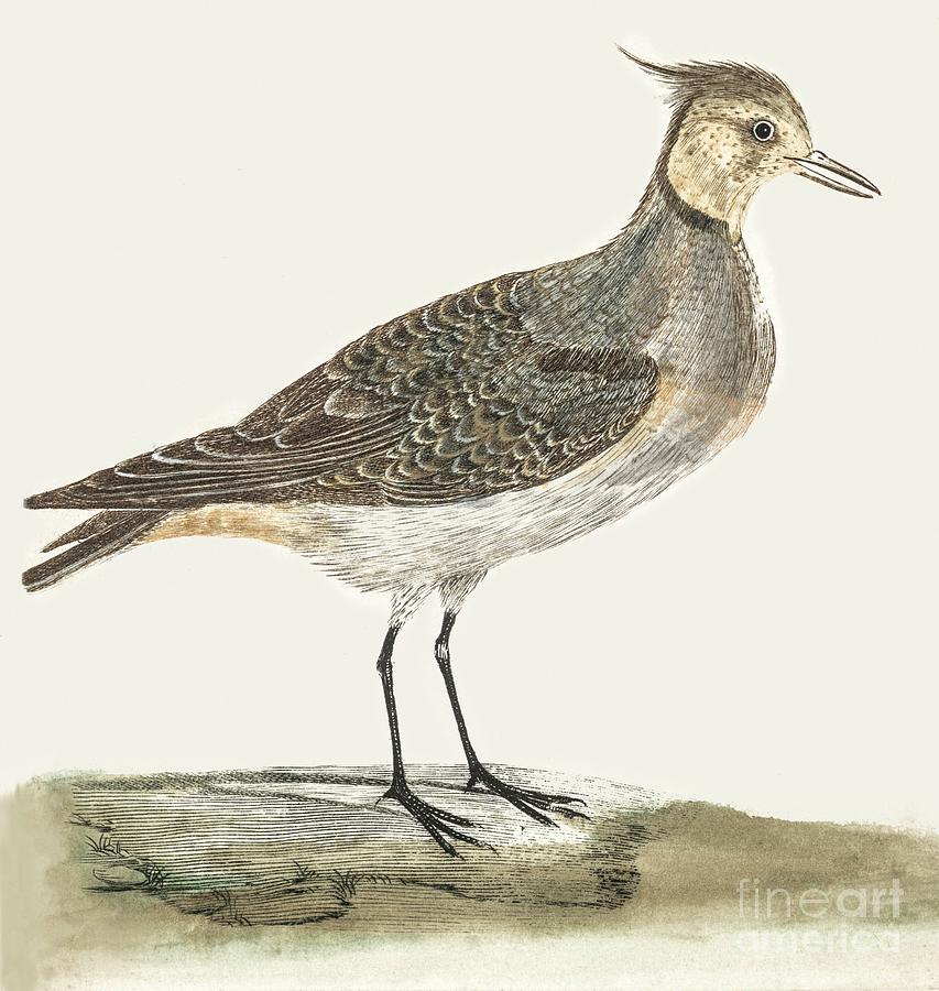 Nature Painting - A Lapwing by Johan Teyler  by Shop Ability