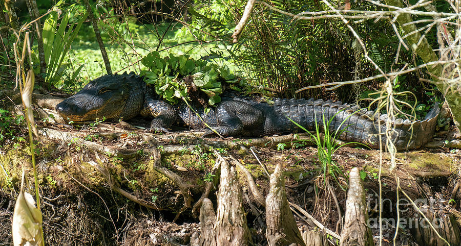 A large American Alligator said to be 18 feet long rests on a hu Photograph by William Kuta