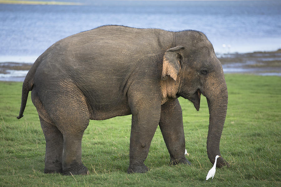 A large Asian Elephant in Minneriya National Park. Photograph by Jenner Images