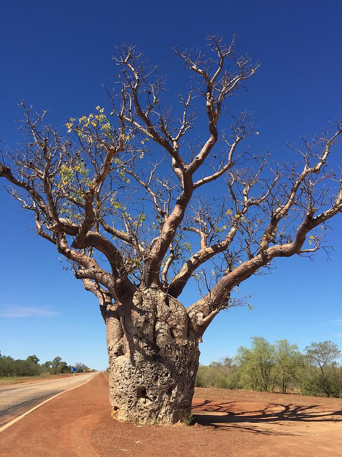A Large Boab Tree Photograph by Marlene Challis