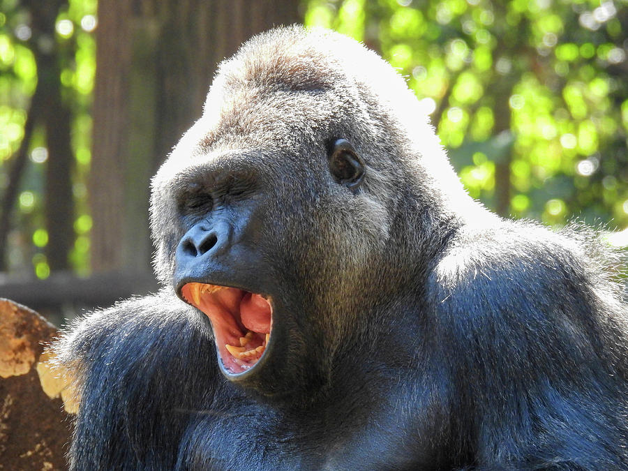 A large captive male silver back gorilla yawns widely Photograph by ...