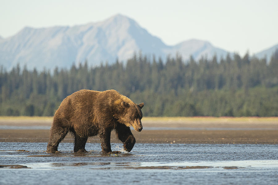 A large coastal brown bear in Alaska walks across a tidal delta Photograph by Jared Lloyd