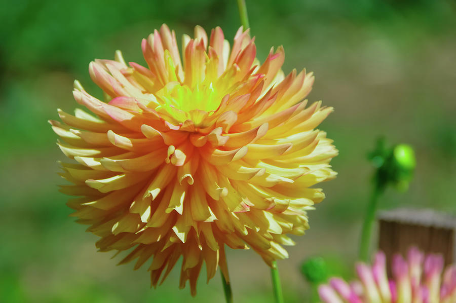 A large Dahlia in bloom Photograph by Jeff Swan | Fine Art America