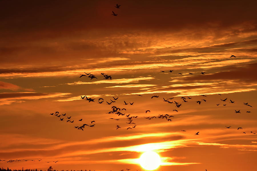A large flock of cranes is flying past the sinking sun Photograph by Ulrich Kunst And Bettina Scheidulin