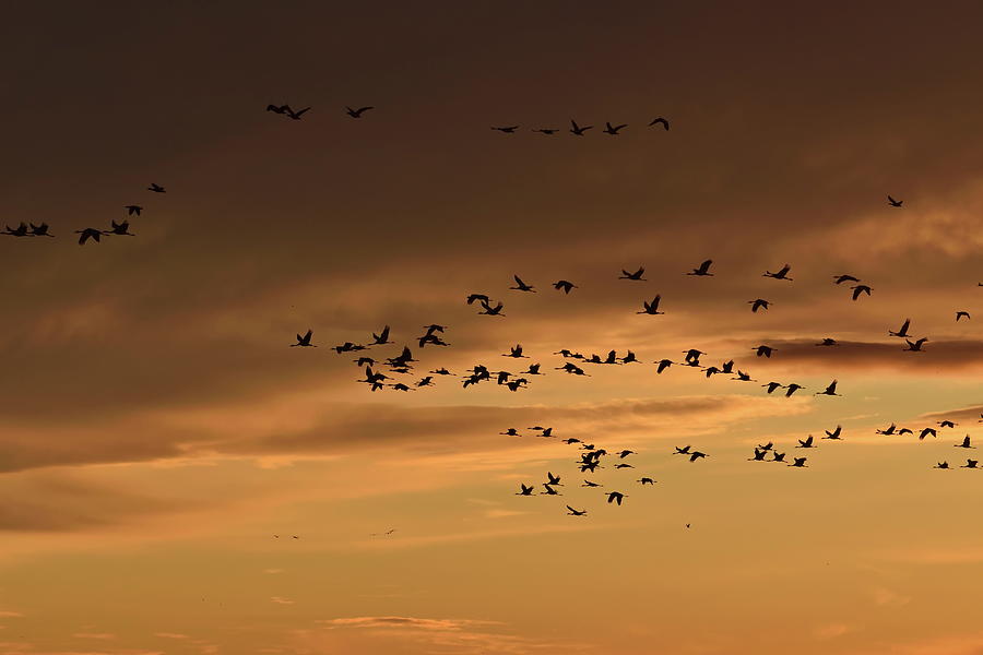 A large flock of cranes is flying through the darkening sky at sunset Photograph by Ulrich Kunst And Bettina Scheidulin