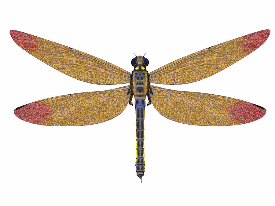 A large Meganeura dragonfly from the Carboniferous period. Drawing by Corey Ford/Stocktrek Images