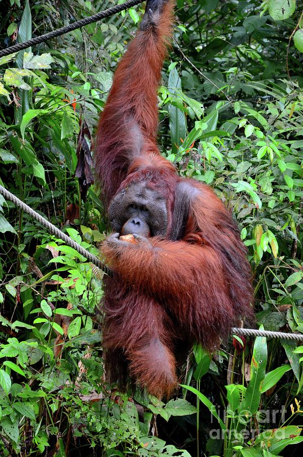 A Large Orangutan Hangs On Rope And Tree Eating Bananas Semenggoh Nature Sanctuary Kuching Malaysia Photograph