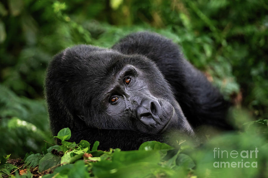 A large silverback mountain gorilla, gorilla beringei beringei, lies in the undergrowth of the Bwindi Impenetrable forest, Uganda. Photograph by Jane Rix