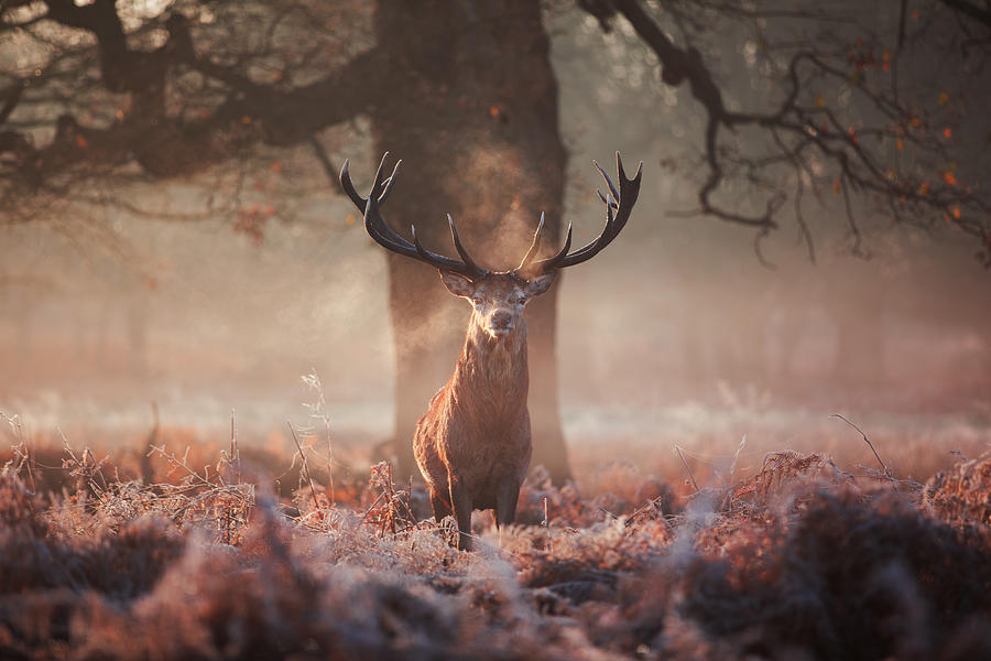 A large stag in an autumn forest. Photograph by Alex Saberi